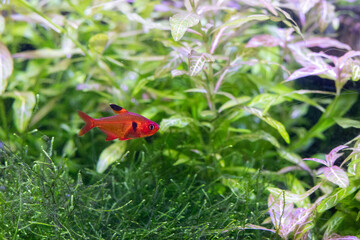 Striking red fish hiding in seagrass