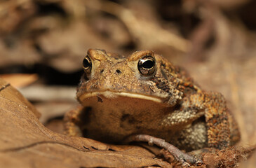Portrait of an American Toad (Anaxyrus americanus) looking directly at the camera.  It appears to...