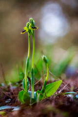 Orchidea, Orchid, Yellow bee Ophrys (Ophrys lutea subsp. lutea) Alghero, Sardinia, Italy