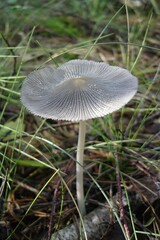 Pleated Inkcap Mushroom Parasola plicatilis Growing in Grassy Forest Undergrowth