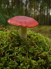 Red Russula emetica mushroom, known as sickener, backdrop of lush green moss in forest