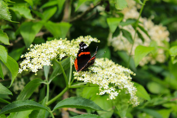 An admiral butterfly sits on a blooming elderberry, close-up