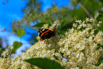 Admiral butterfly on blooming elderberry flowers against blue sky