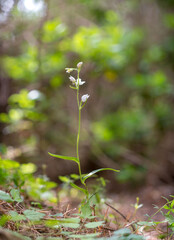close up of a white albino flower of wild Orchid (Cephalantera rubra) Monte Arci, Ales (OR), Sardegna. Italia.