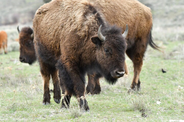 Fototapeta premium Portrait of a bison in a field with her herd.