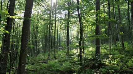 Naklejka premium Lush green forest with sunlight filtering through tall trees