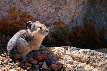 A cute little Pika in the rocks.