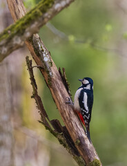 Great spotted woodpecker (Dendrocopos major) looking at camera