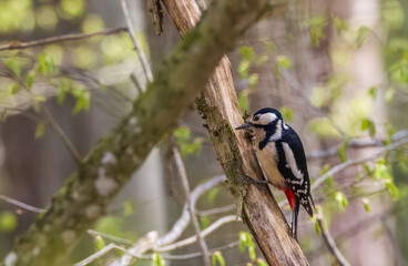 Great spotted woodpecker (Dendrocopos major) looking at camera