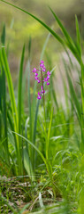  Lax-flowered Orchid, Loose-Flowered Orchid, Green-winged Meadow Orchid (Orchis laxiflora, Anacamptis laxiflora), inflorescence . Sardinia, Italy 