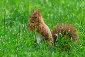 cute young squirrel playing on green meadow at park