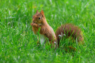cute young squirrel playing on green meadow at park