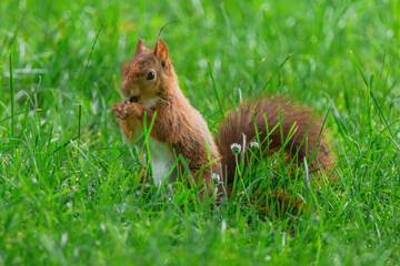 cute young squirrel playing on green meadow at park