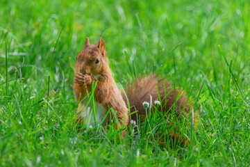 cute young squirrel playing on green meadow at park