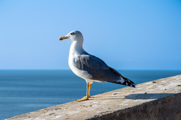 Seagull on the castle wall, Almunecar, Spain