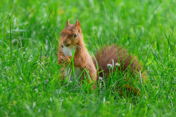 cute young squirrel playing on green meadow at park