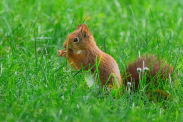 cute young squirrel playing on green meadow at park