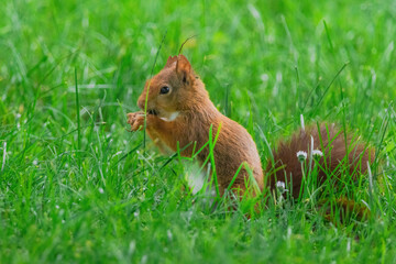 cute young squirrel playing on green meadow at park