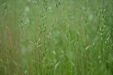 green grass, green spring spikelets close up, sustainable development concept