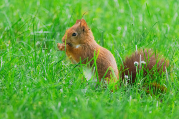 cute young squirrel playing on green meadow at park