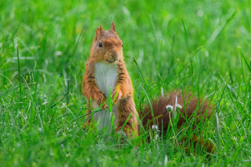 cute young squirrel playing on green meadow at park