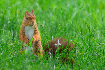 cute young squirrel playing on green meadow at park