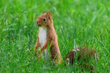 cute young squirrel playing on green meadow at park