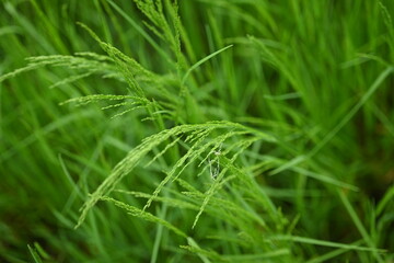 background of green grass, close up of field grass, meadow grass as background 