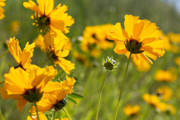 Close up of Coreopsis lanceole. .Coreopsis flower in a garden. Yellow flower on green blurry background. Yellow coreopsis in the summer.