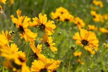 Close up of Coreopsis lanceole. .Coreopsis flower in a garden. Yellow flower on green blurry background. Yellow coreopsis in the summer.