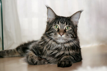 Fototapeta premium Maine coon cat lying on the floor of the house, in front of household appliances. Maine Coon cat, black marbled turtle.