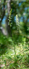 Orchid Inflorescence of Platanthera kuenkelei H.Baumann subsp. kuenkelei (Platanthera bifolia) San Leonardo. Macomer. Sardinia, Italy.