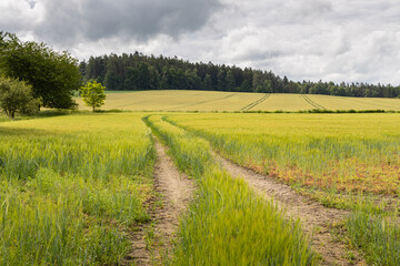 Obraz premium Spring cultivated land with wheat - field with forest on background, Czechia, Europe