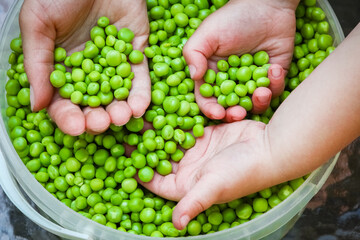 A Green peas in hands on nature in garden background