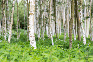 Birch trees with fresh green nettles on foreground