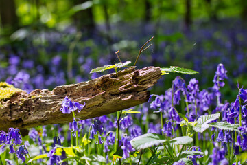 First plan of tree trunk lying on the ground in the forest, with purple wild bluebells all around