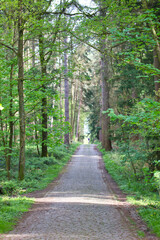 Nice footpath in the woods, with meadow and high beech trees on the sides: spring landscape in the Belgian forest