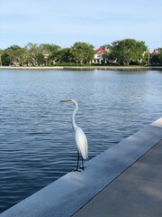 An elegant Egret standing by the water in Charleston, South Carolina. 