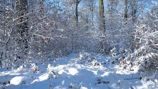 Winterwald, Winter Schnee,Winterlandschaft 