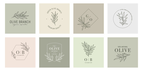 Olive label templates set with olive branches on color backgrounds in minimal linear style. Vector leaves and olive fruits. Greenery plants and simple frames