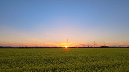 Aerial over yellow color flowers of cultivated Canola fields during golden hour