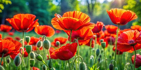 Vibrant red poppies standing out among lush greenery