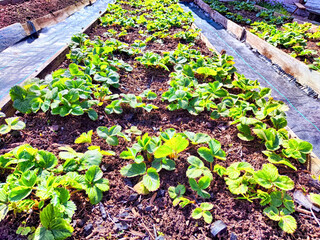 Rows of green strawberry plants growing in a raised garden bed