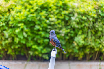 小笠原諸島・母島　イソヒヨドリ

