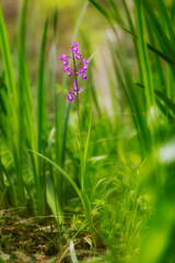  Lax-flowered Orchid, Loose-Flowered Orchid, Green-winged Meadow Orchid (Orchis laxiflora, Anacamptis laxiflora), inflorescence . Sardinia, Italy 