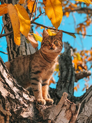 Beautiful cat climbing a tree in fall season 
