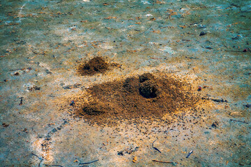 Myrmecology. Ants build anthills on salt marsh in form of earthen tower because salt water under crust of soil. Nomadic Myrmica limanica or driver ants builds such craters near exit. North Black Sea