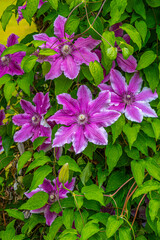 Naklejka premium Magenta Climatis Flowers