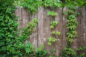 Old wooden fence with green ivy leaves and vines growing on it