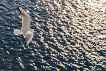 A seagull is flying over the water, creating ripples in the water